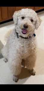 F1b Mini Goldendoodle 