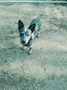 Looking for ACD Stud  Listing Image