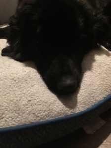 Trying to find a male stud dog for my female Akc Newfoundland  Listing Image
