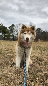 Red/White Siberian Husky Listing Image