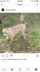 100% ITALIAN MASTIFF CANE CORSO ICCF&AKC Listing Image