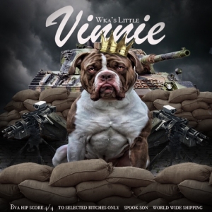 alapaha blue blood bulldog stud