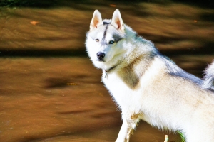 Looking for a intelligent, well mannered female Husky!  Listing Image