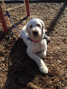 F1 Goldendoodle Male Listing Image