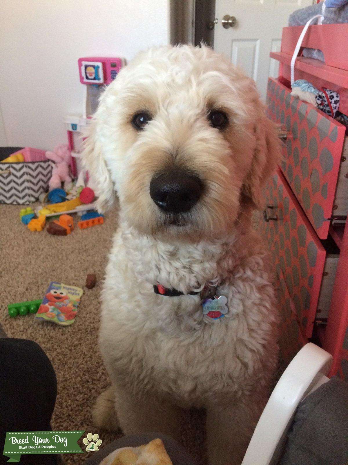 Stud Dog - F1 Goldendoodle Male - Breed Your Dog