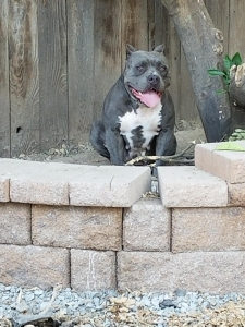 Purebred American Bully 7 Generations UKC Registered Listing Image