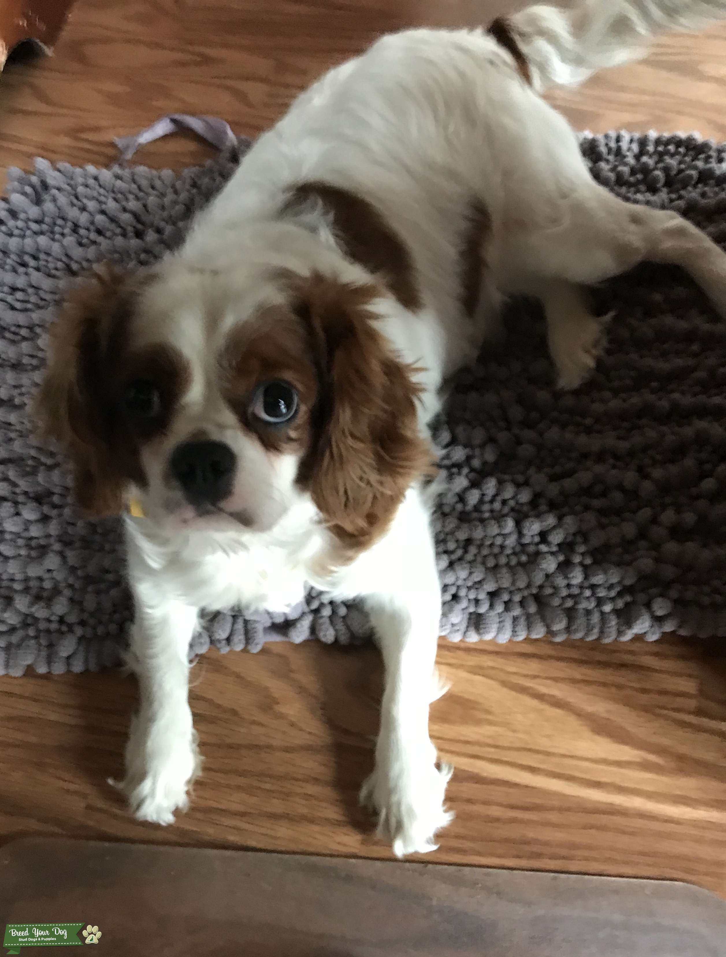 Cavalier King Charles Spaniel Stud Dog in Pennsylvania , the United