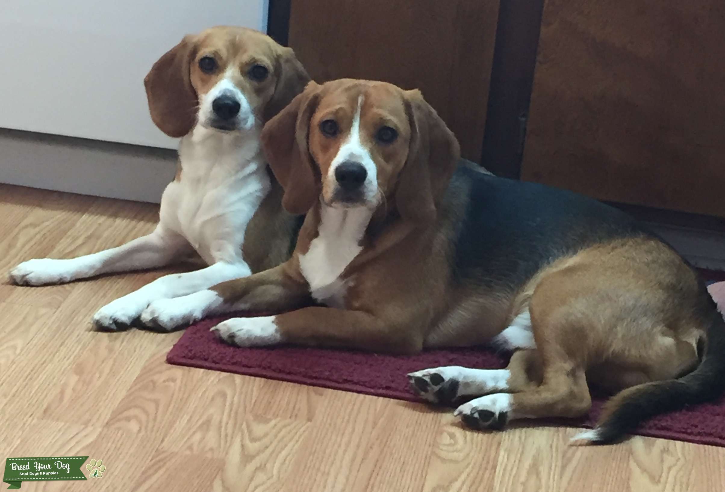 Male Beagle Stud Dog in Florida, the United States Breed Your Dog