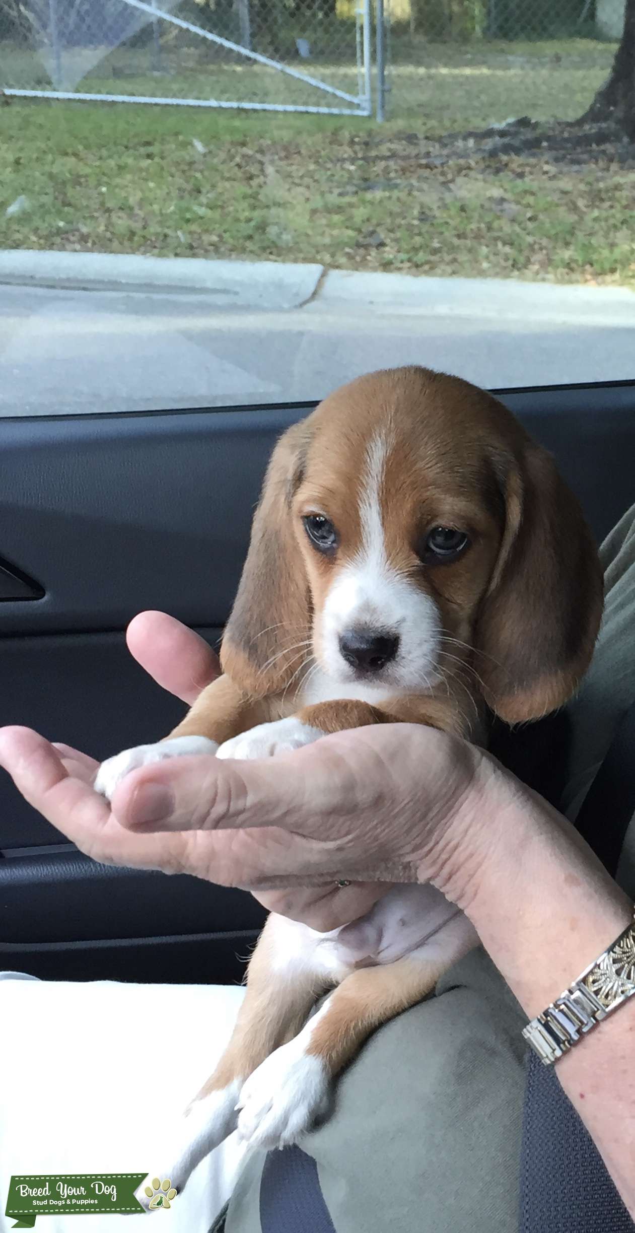 Male Beagle Stud Dog in Florida, the United States Breed Your Dog