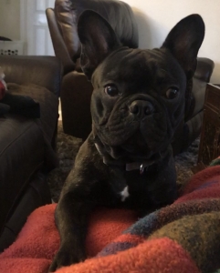 FRENCHIE STUD Listing Image