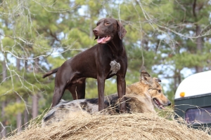 Liver GSP for stud Listing Image