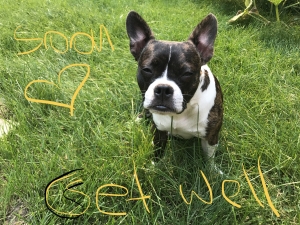 Adorable Boston terrier male looking for a girlfriend  Listing Image