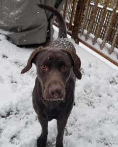 AKC Registered Chocolate Lab Stud Listing Image