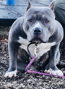 Looking to Breed  Listing Image