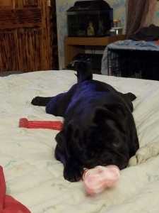 Black young male pug for stud Listing Image