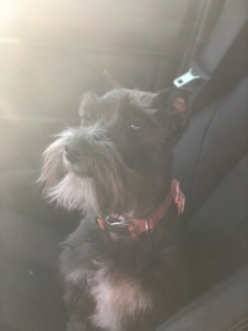 Black Miniature Schnauzer  Listing Image