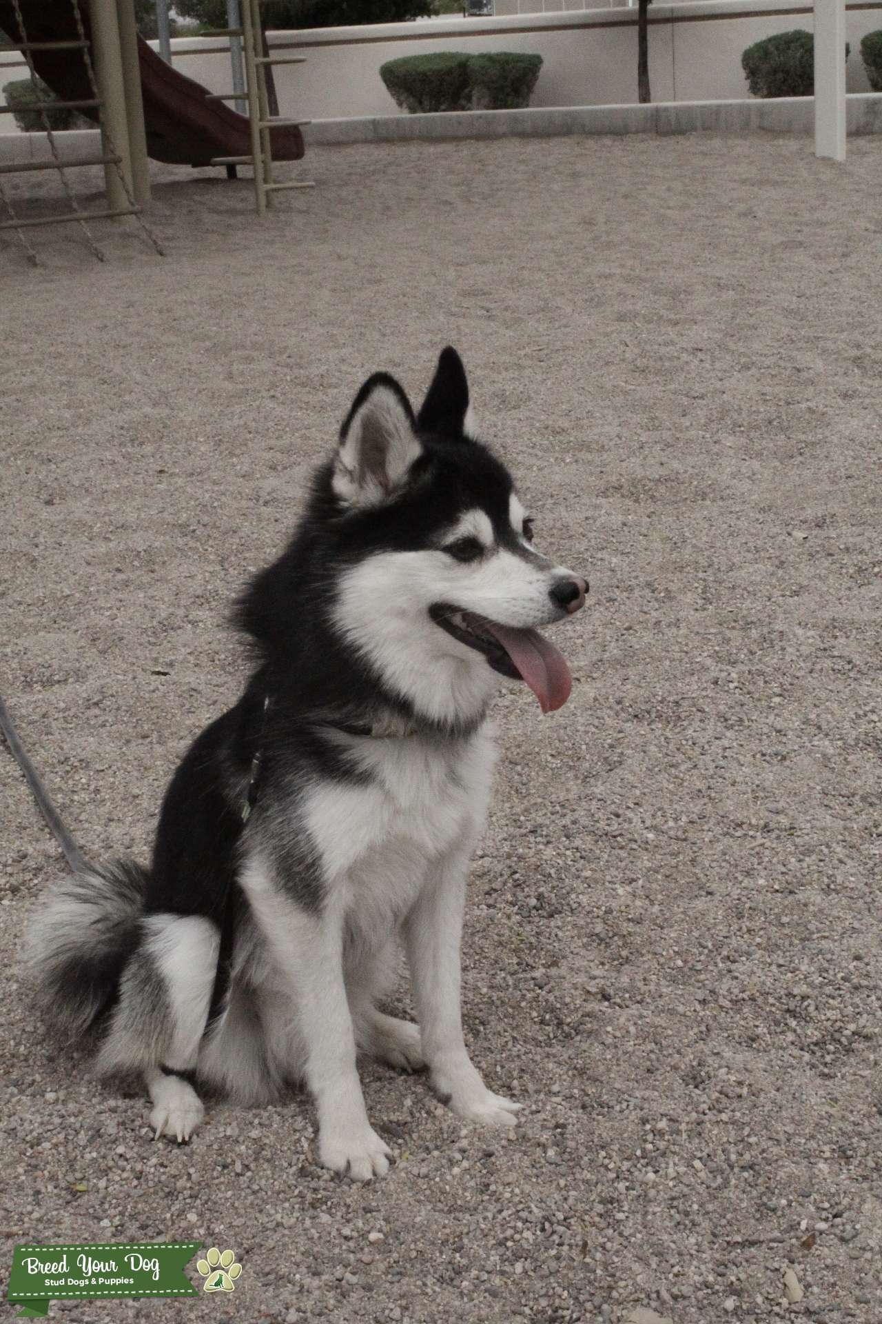 Mini Husky for stud Stud Dog in Arizona , the United States Breed