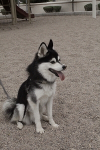Mini Husky for stud Listing Image