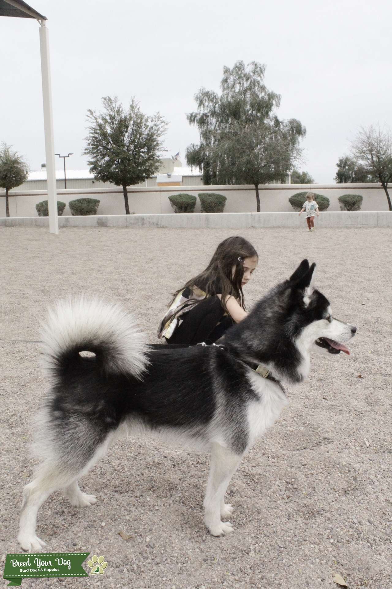 Mini Husky for stud Stud Dog in Arizona , the United States Breed