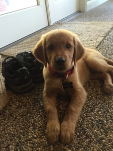 Looking for young female golden retriever Listing Image