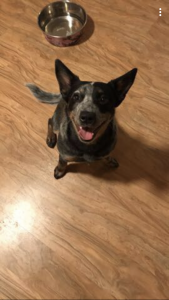 Female needing Stud Listing Image