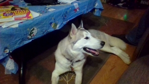 Female husky Listing Image