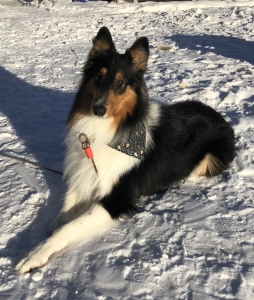 Beautiful Bright Boy Rough Collie Male for Stud Listing Image