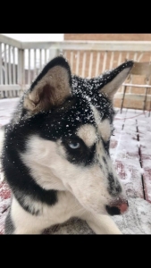 Siberian Husky Listing Image