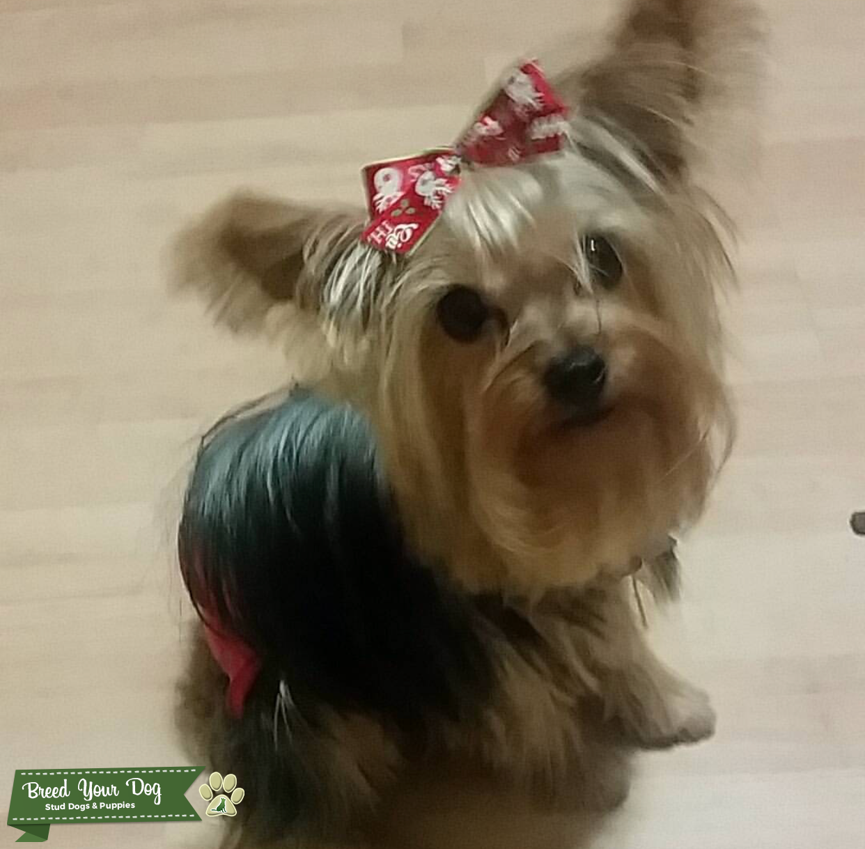 4 lbs Purebred Yorkie looking for Stud Stud Dog in Downey, California