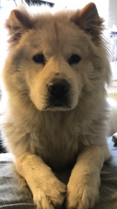 Chow breed Listing Image