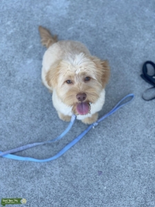 Shih-Poo Listing Image