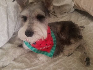 Looking the breed Male Mini Schnauzer  Listing Image