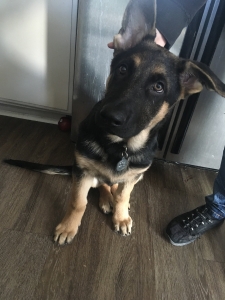 Purebred German Shepherd looking for future bitch Listing Image