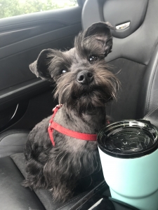 Black Miniature Schnauzer Listing Image