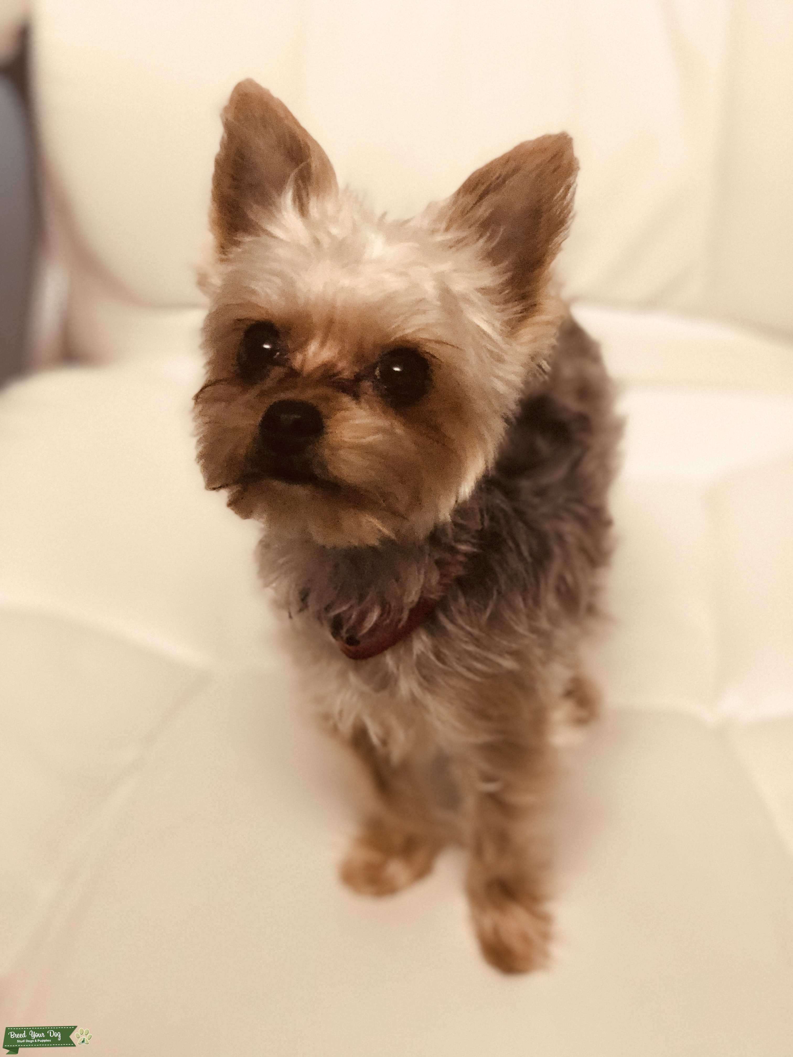 2.2 lbs AKC teacup Yorkie Stud Dog in California , United States