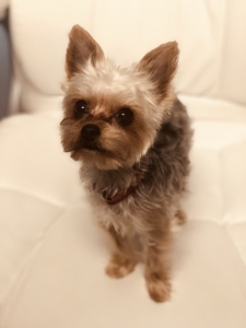 2.2 lbs AKC teacup Yorkie Listing Image
