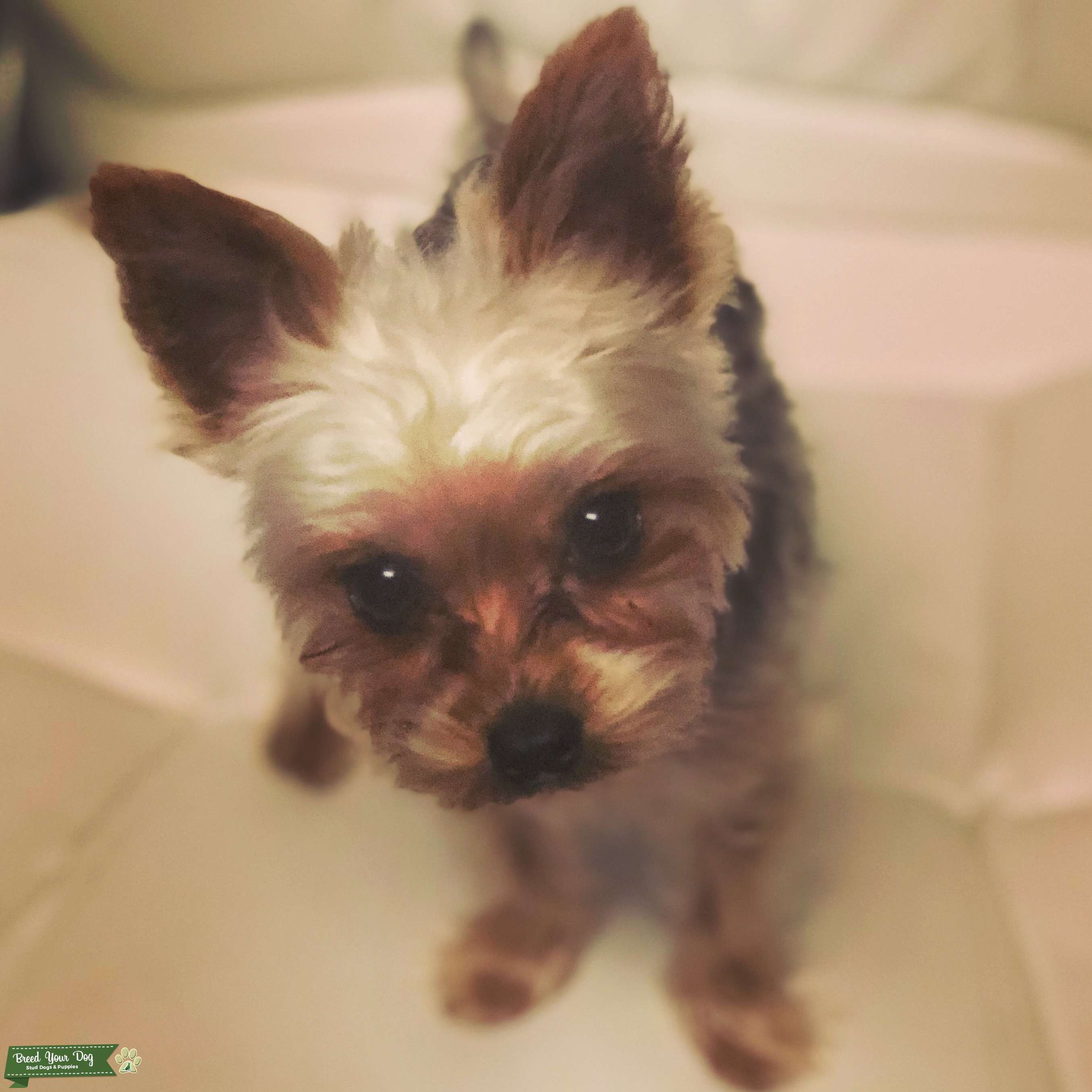 2.2 lbs AKC teacup Yorkie Stud Dog in California , United States