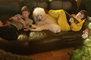 AKC Standard Poodle for Stud Listing Image