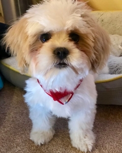 Shichon Teddy Bear Dog-  Bichon and Shih tzu cross  Listing Image