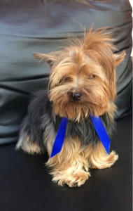 ACA - Teacup Yorkie Stud  Listing Image