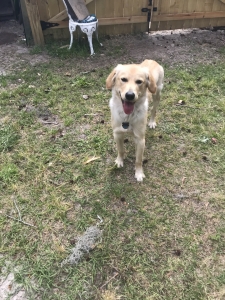 Golden Retriever  Listing Image