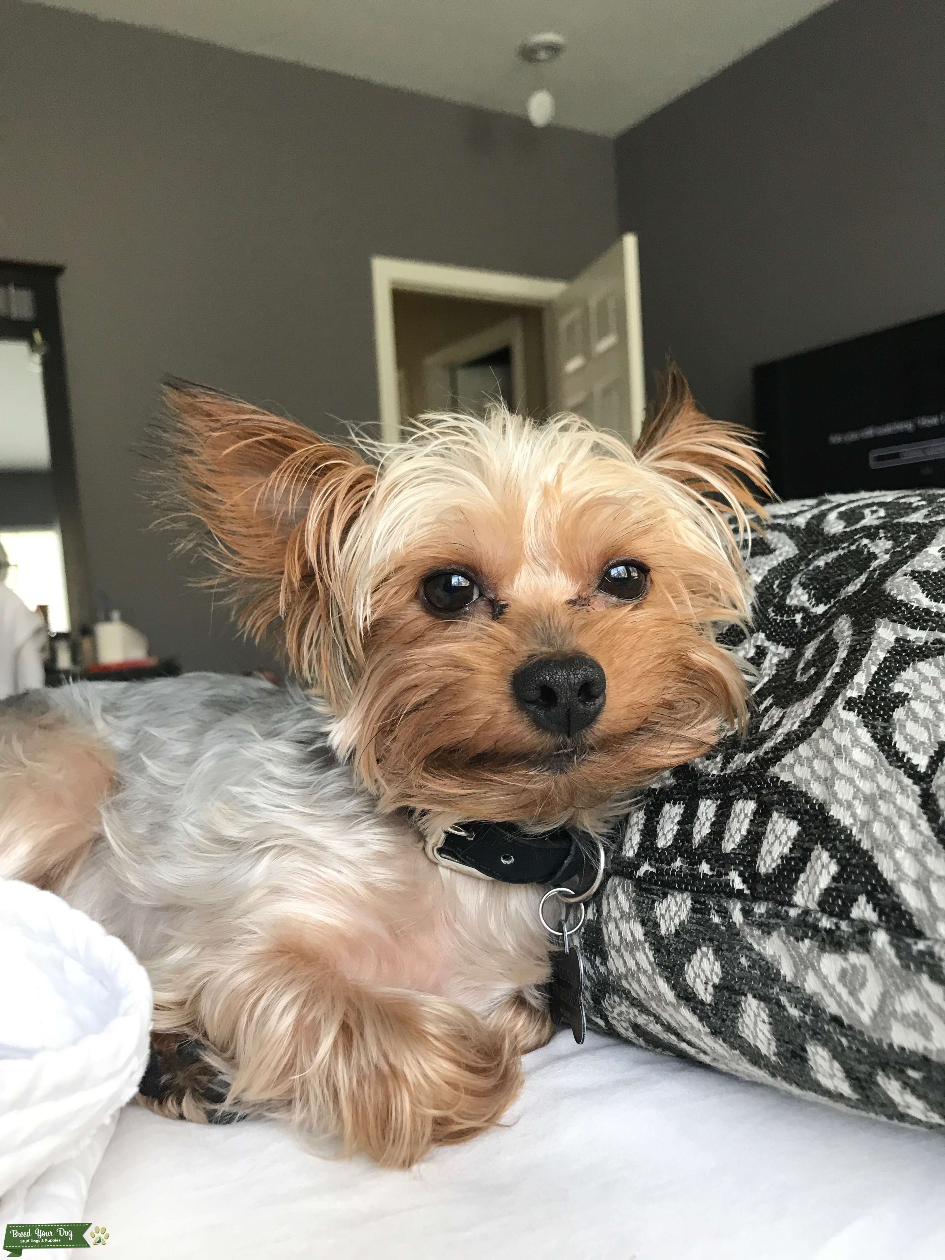 looking for female yorkie to mate Stud Dog in Rancho Cucamonga, the