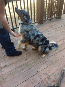looking for female Australian Shepherd for male  Listing Image