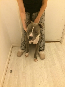 Blue american bulldog Listing Image