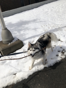 Pomsky looking for stud Listing Image