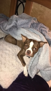 Red/Wht Boston Terrier Listing Image
