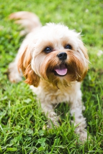 The Most Handsome Cavapoo Around Listing Image