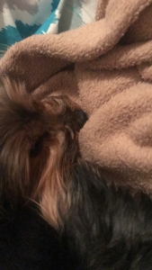 Need puppies my dog wants babies  Listing Image