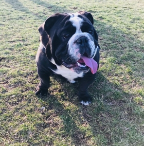Black Seal English Bulldog Stud Listing Image