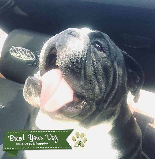 Black Seal English Bulldog Stud Stud Dog in Stafford, VA, the United